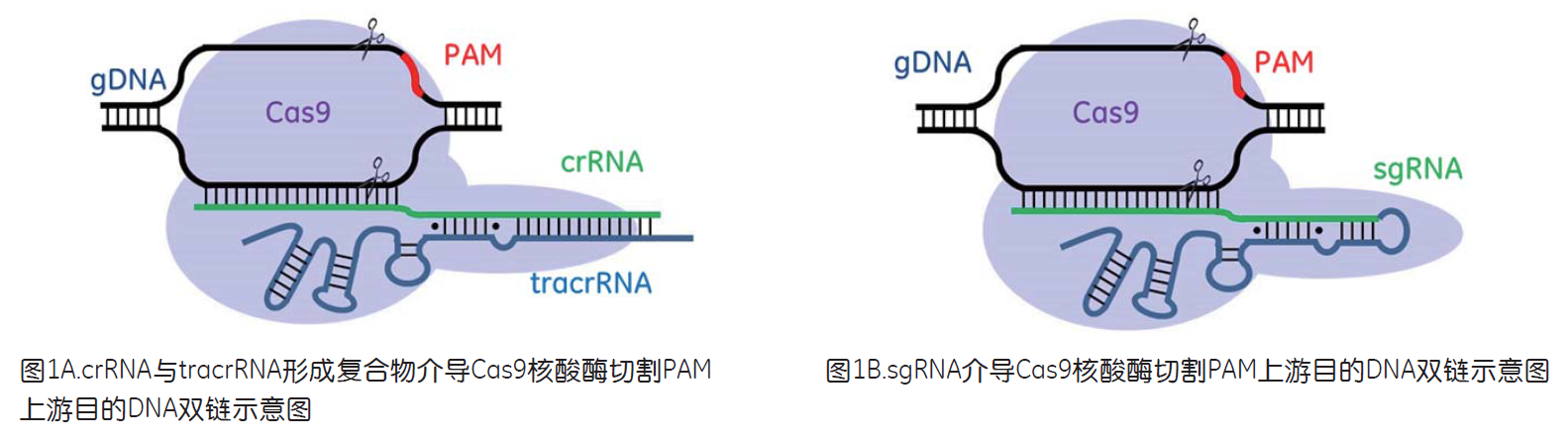 基因魔剪—crispr/cas9系统(二)